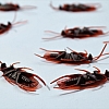 General Pest Control: How To Eliminate Uninvited Visitors?